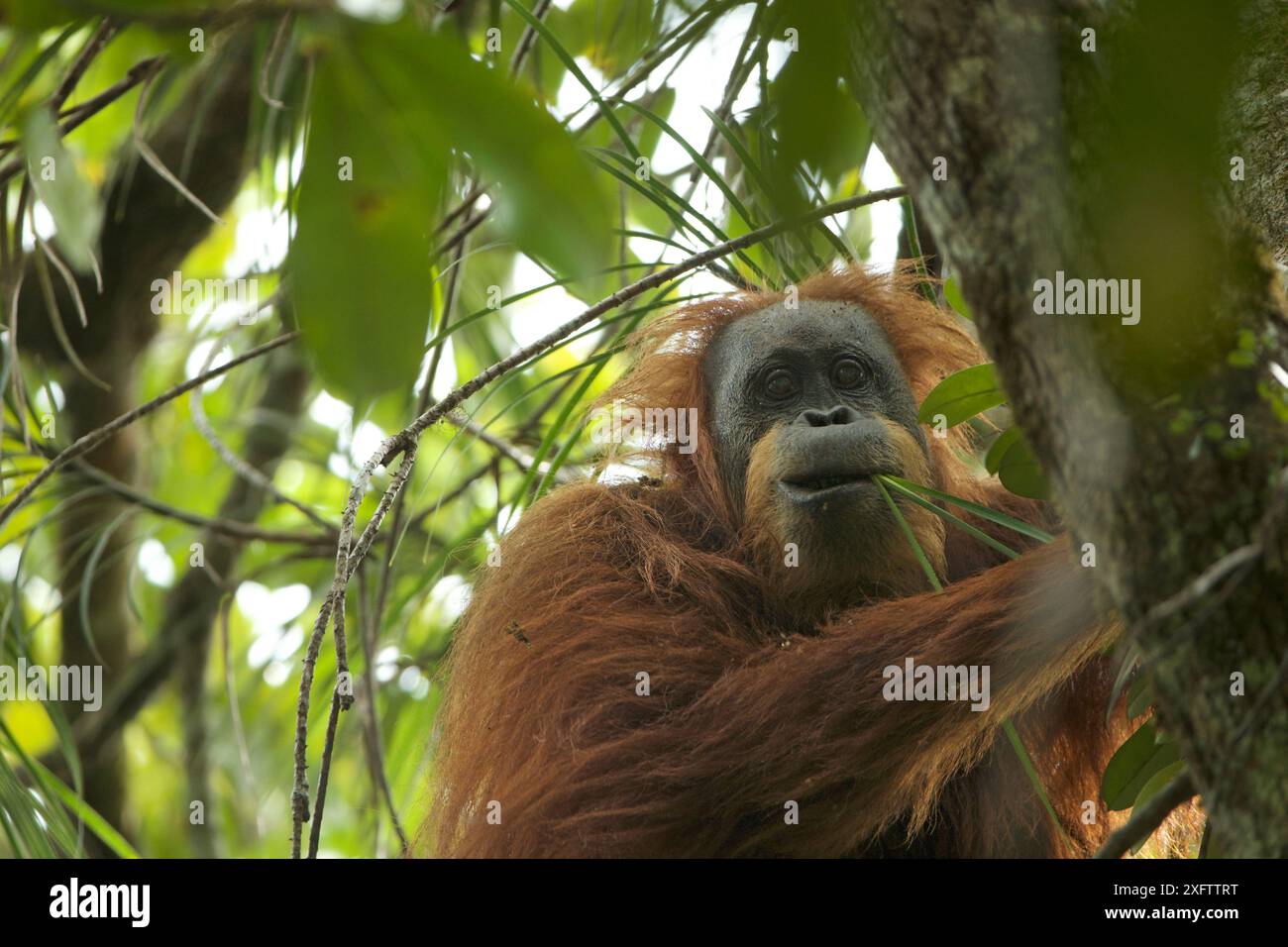 Tapanuli Orangutan (Pongo tapanuliensis) Inda, erwachsenes Weibchen, das sich vom Klettern des Pandanus ernährt. Batang Toru Forest, Sumatran Orangutan Conservation Project, Provinz Nord Sumatran, Indonesien Stockfoto