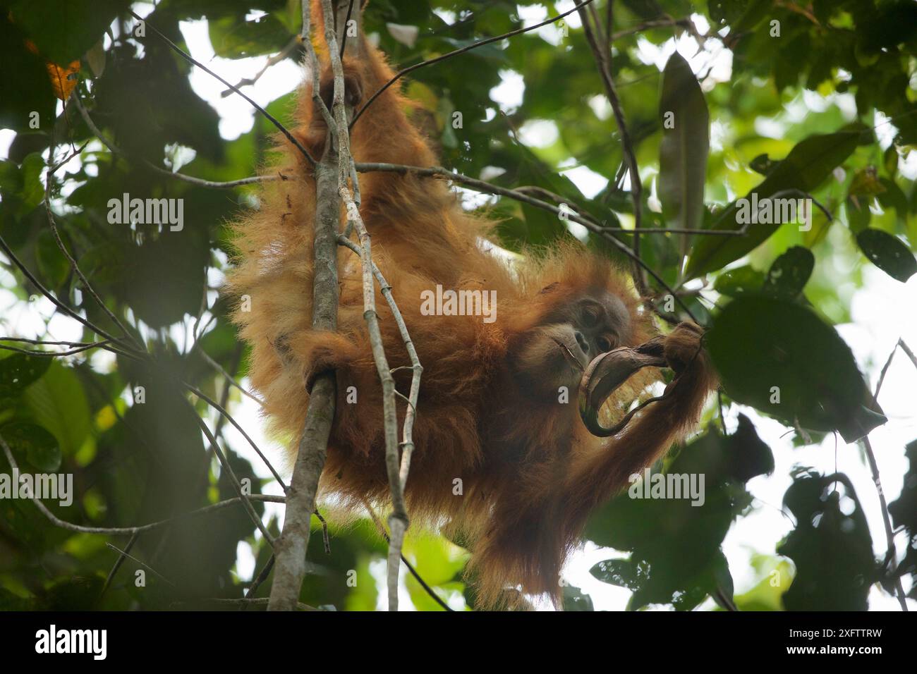 Tapanuli Orangutan (Pongo tapanuliensis) Beti, Jungfrau, Tochter von Beta, trinkt aus der Pitcher-Pflanze. Batang Toru Forest, Sumatran Orang-Utan-Schutzprojekt Nordsumatran Provinz Indonesien Stockfoto