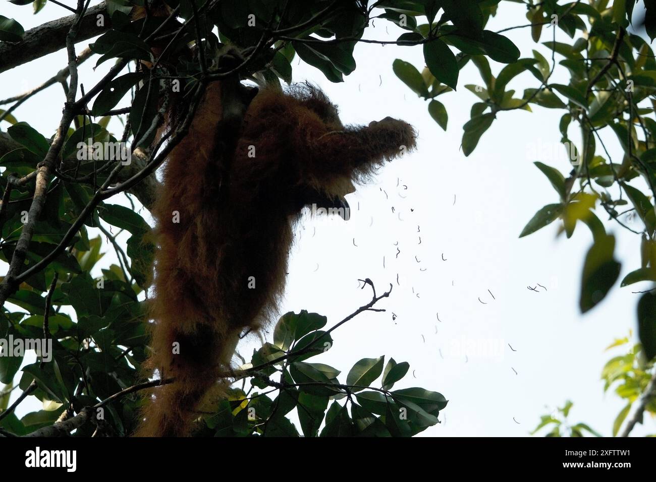 Tapanuli Orangutan (Pongo tapanuliensis) Beta, erwachsenes Weibchen, Mutter von Beti, ernährt sich von Raupen im Baum. Batang Toru Forest, Sumatran Orangutan Conservation Project, Provinz Nord Sumatran, Indonesien Stockfoto
