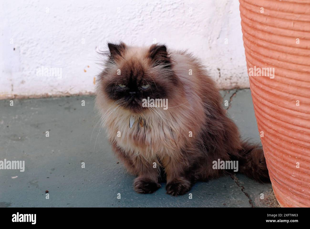Zweifarbige braune/cremefarbene flauschige Katze, die aufrecht neben braunem Blumentopf sitzt. Stockfoto