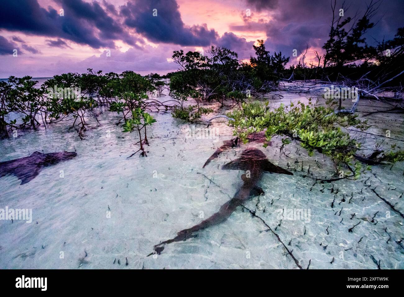 Ammenhaie (Ginglymostoma cirratum) drei tanzen bei Sonnenaufgang in einem Mangrovengebiet in der Nähe von Eleuthera, Bahamas. Stockfoto