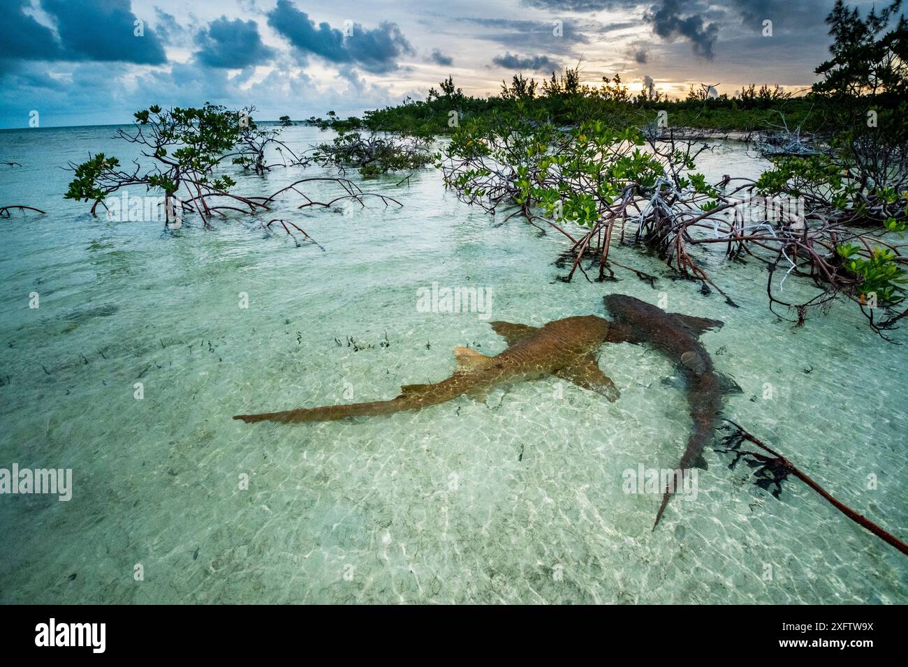 Ammenhaie (Ginglymostoma cirratum) zwei in einem Balztanz bei Sonnenaufgang in einem Mangrovengebiet in der Nähe von Eleuthera, Bahamas. Stockfoto