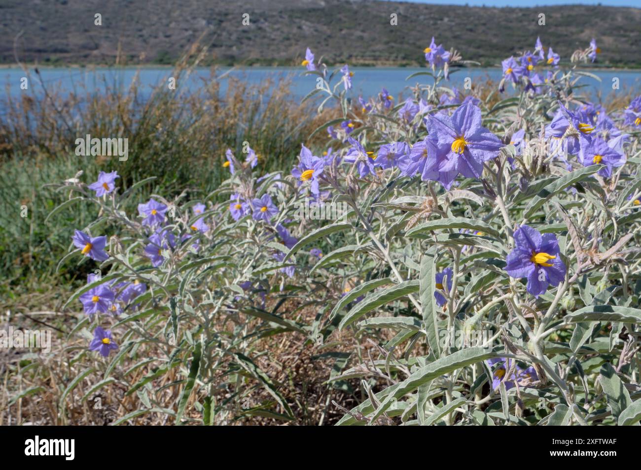 Silverleaf-Nachtschatten (Solanum elaeagnifolium) eine invasive südamerikanische Art, die giftige gelbe Früchte produziert und in der Nähe von Nafplio, Argolis, Peloponnes, Griechenland, in der Nähe einer Lagune am Straßenrand blüht. Juli. Stockfoto