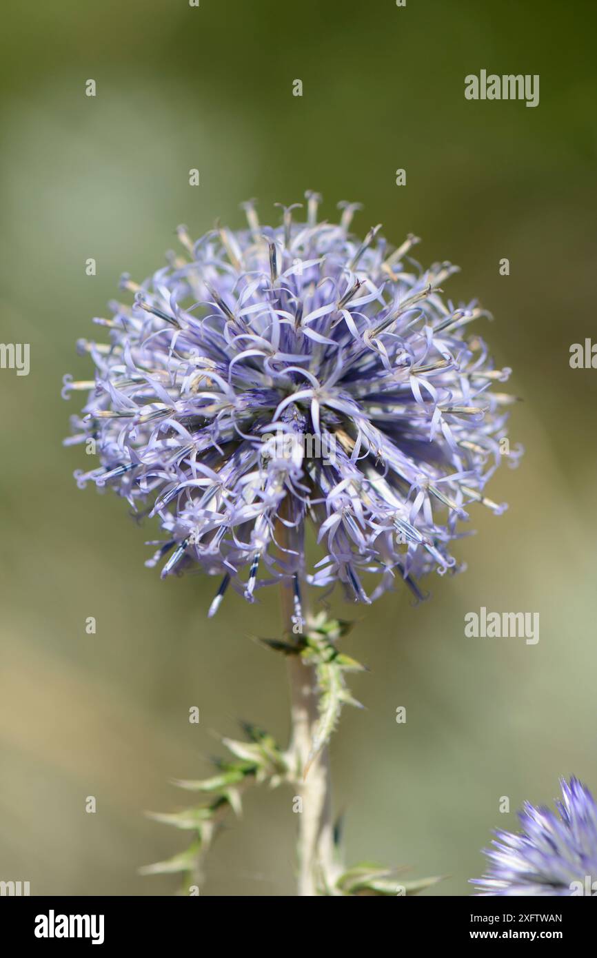 Stacheldistel (Echinops spinossissimus) Blumenkopf in Kalksteinbergen, in der Nähe von Kosmas, Arcadia, Peloponnes, Griechenland, August. Stockfoto