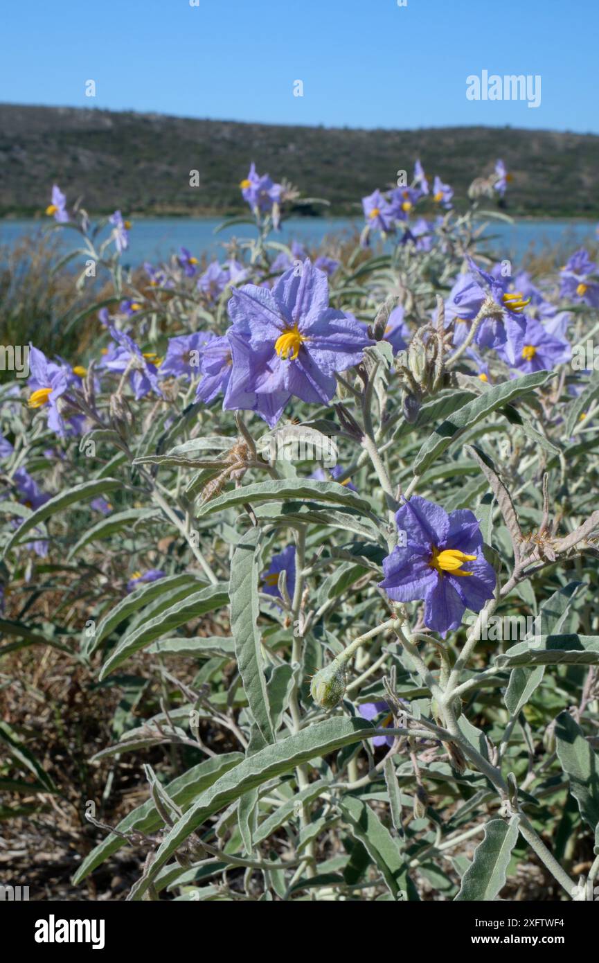 Silverleaf-Nachtschatten (Solanum elaeagnifolium) eine invasive südamerikanische Art, die giftige gelbe Früchte produziert und in der Nähe von Nafplio, Argolis, Peloponnes, Griechenland, in der Nähe einer Lagune am Straßenrand blüht. Juli. Stockfoto