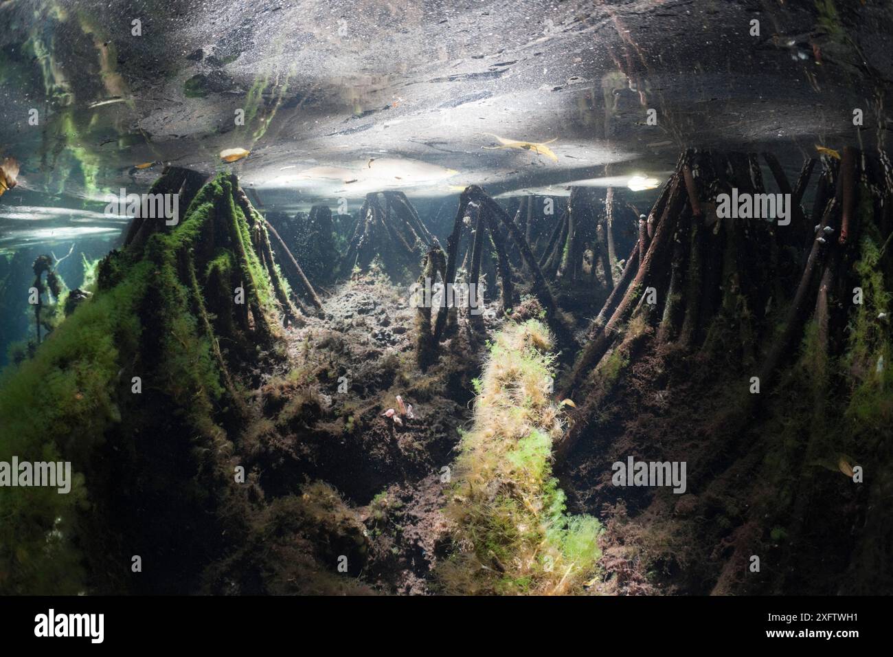 Unterwasserblick auf Mangroven im See Stockfoto