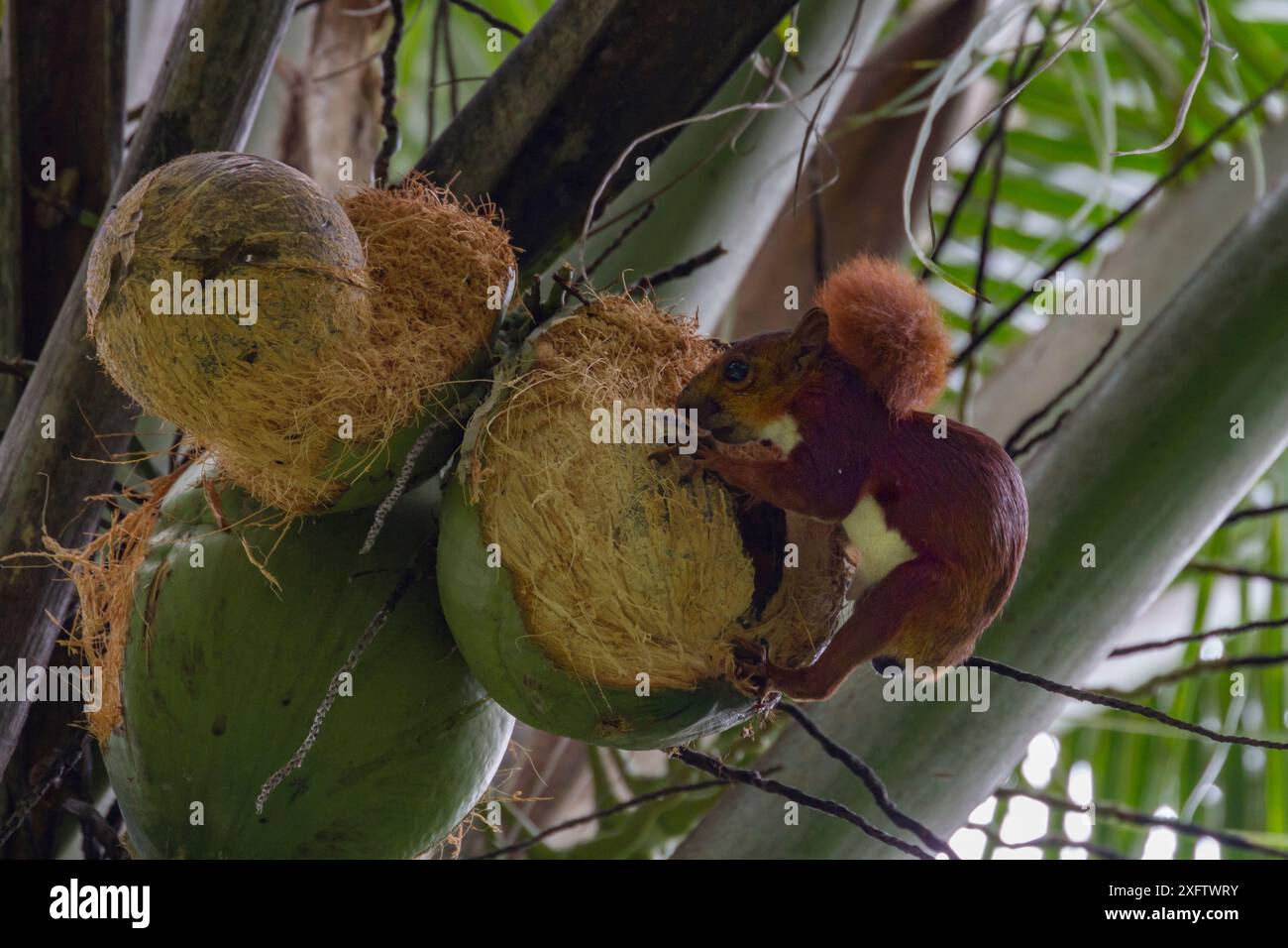 Rotschwanzhörnchen (Sciurus granatensis), das sich in den Botanischen Gärten von Cartagena, Kolumbien, von Kokosnüssen ernährt. Stockfoto