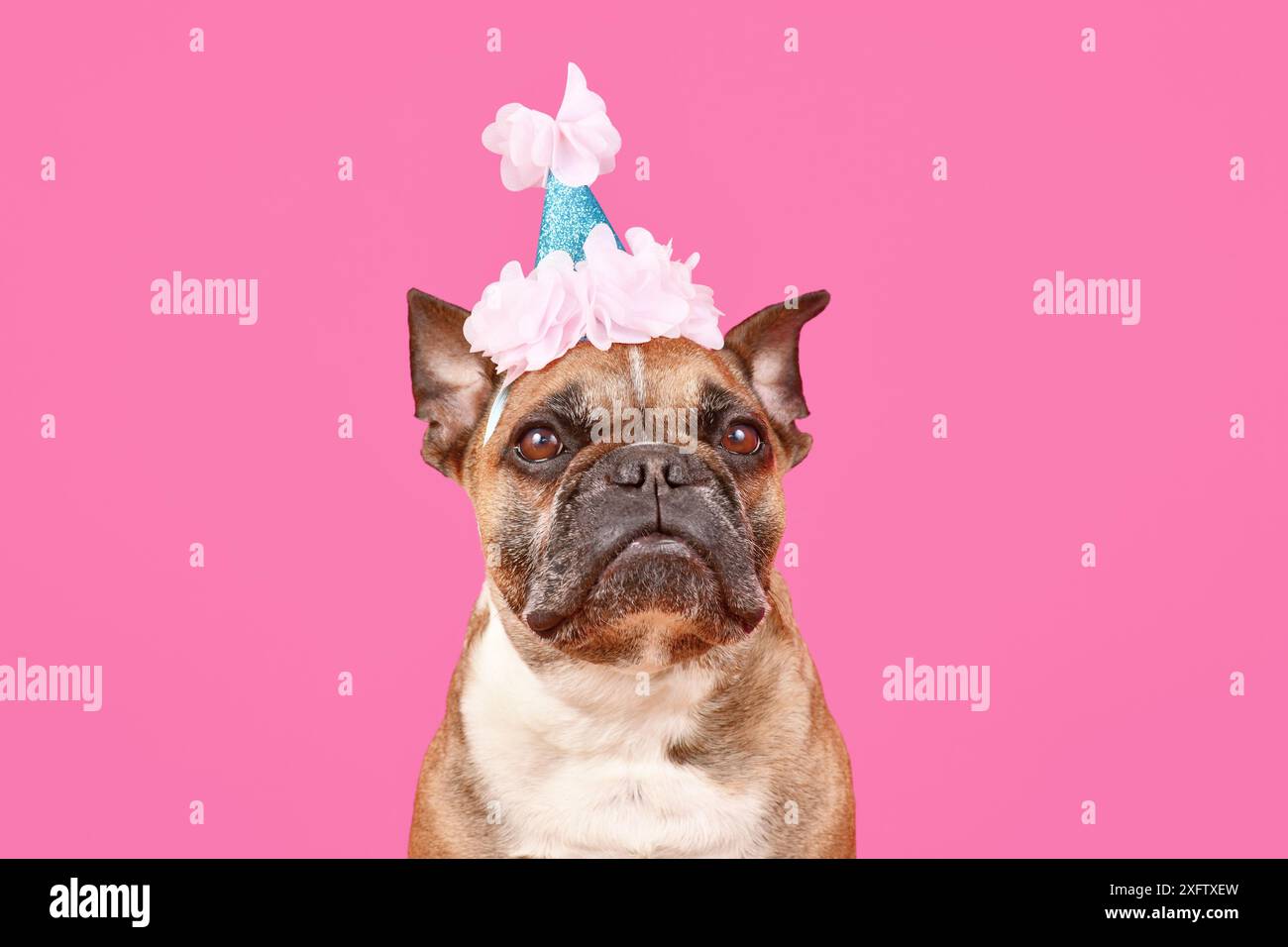 Französischer Bulldog-Hund mit Geburtstagsfeier-Hut auf rosa Hintergrund Stockfoto Französischer Bulldog-Hund mit Geburtstagsfeier-Hut auf rosa Hintergrund Stockfoto