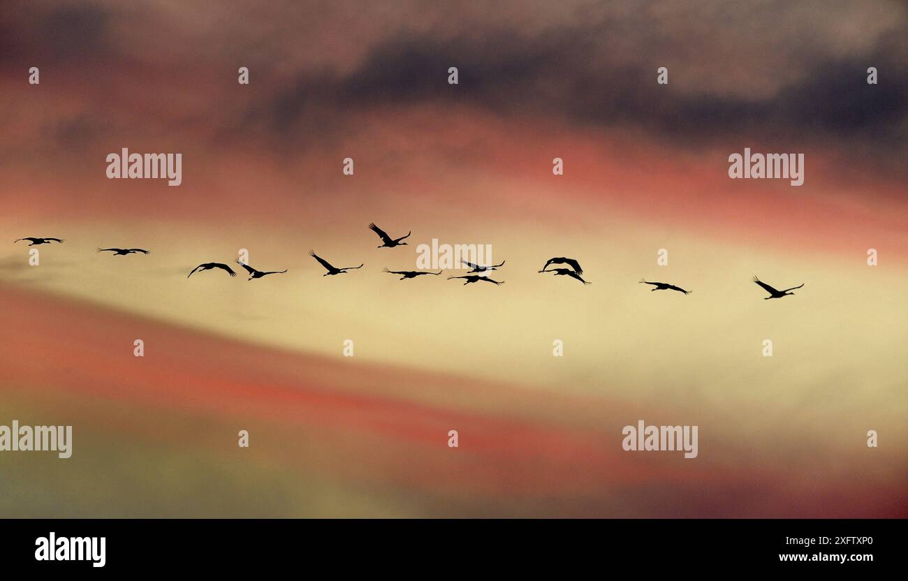 Grus grus (Common Crane) fliegt in der Abenddämmerung Montier en der, Champagne, Frankreich. Stockfoto