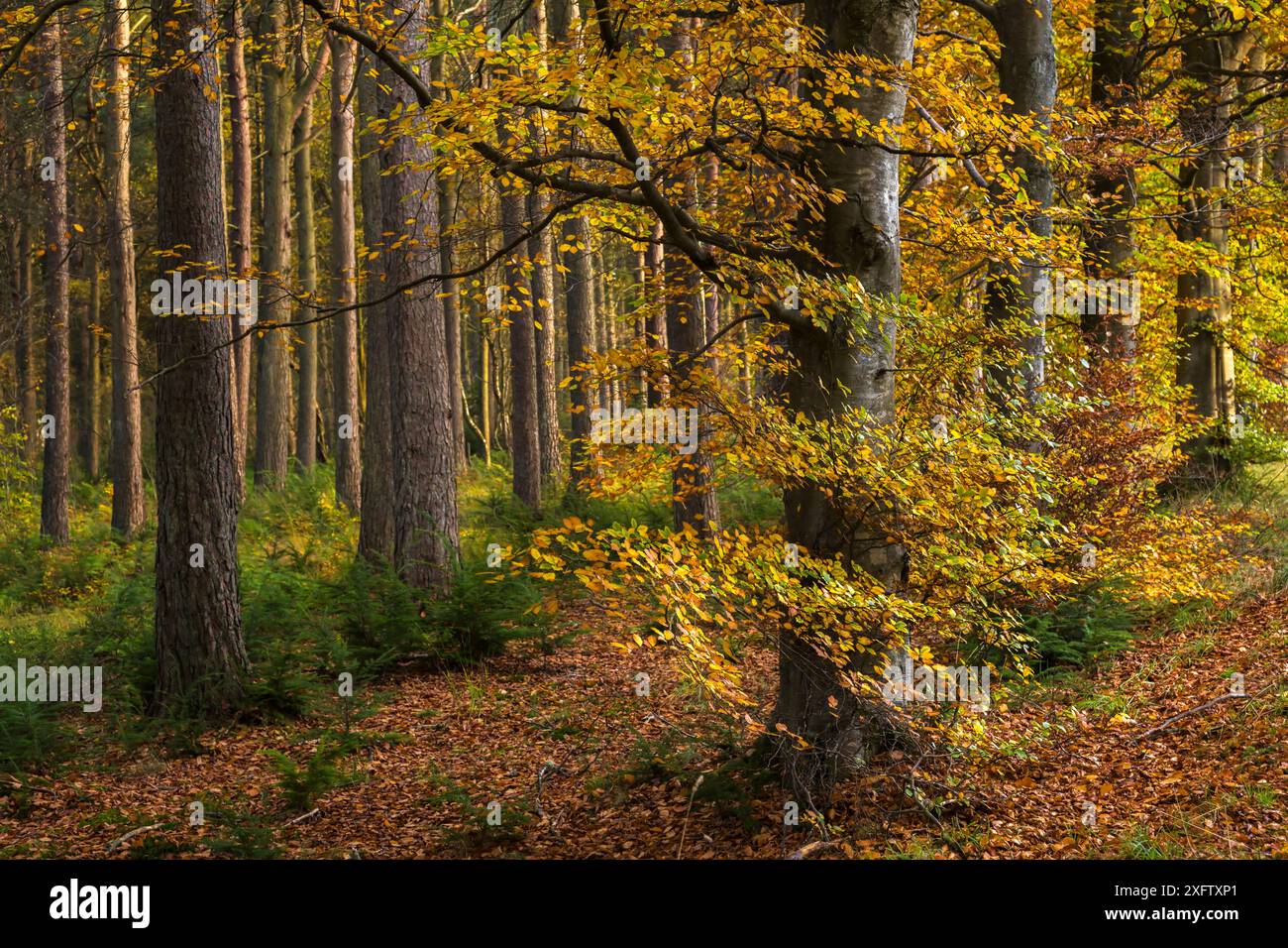 Buche (Fagus sylvatica) im Herbst, Sidwood, Kielder Forest, Northumberland, Vereinigtes Königreich, Oktober 2017. Stockfoto