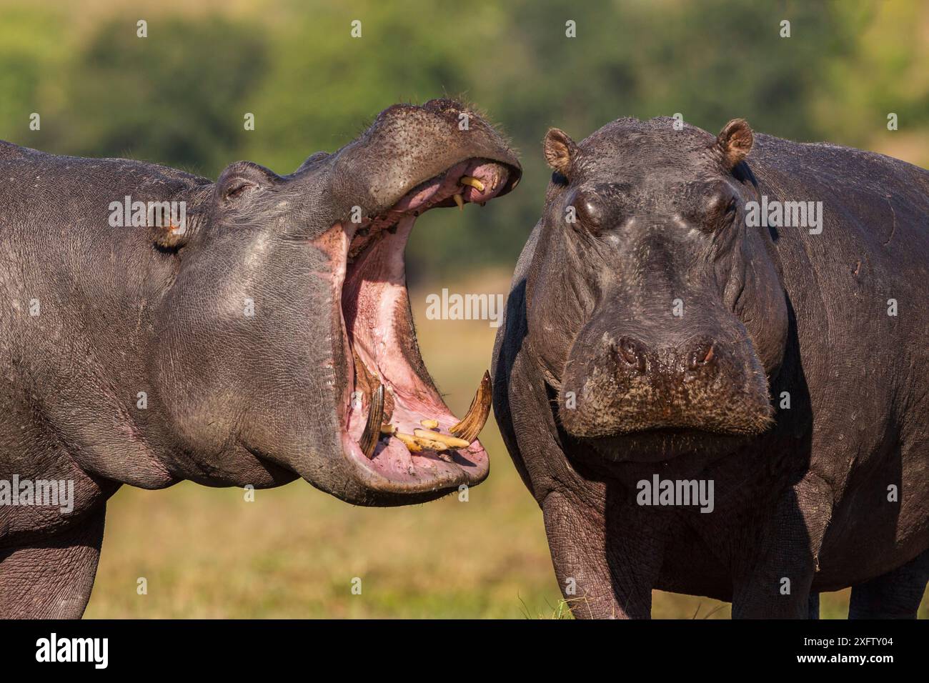 Zwei Flusspferde (Hippopotamus amphibius), eine Gähne, Chobe National Park, Botswana, Juni. Stockfoto