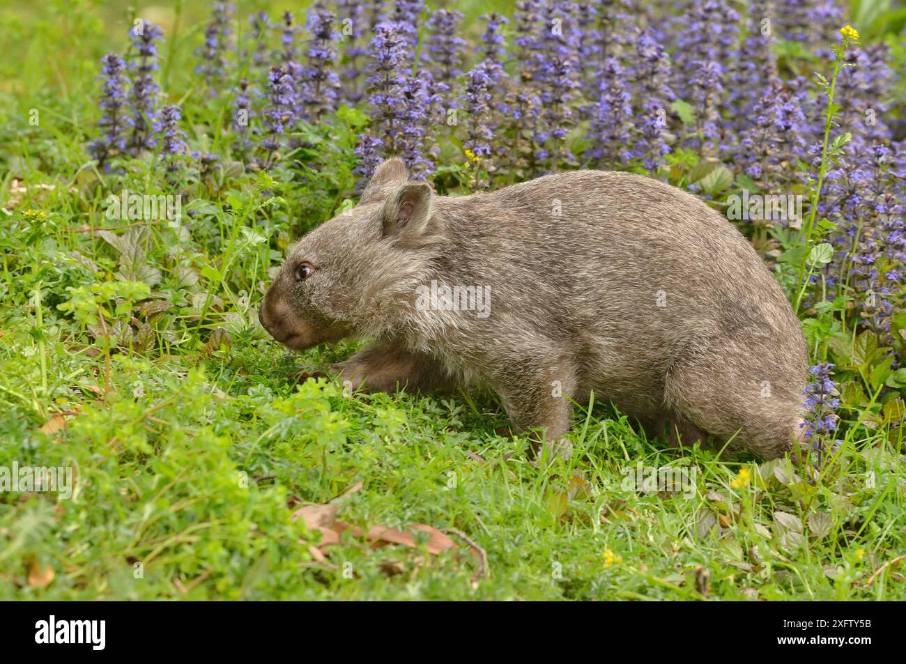 Gemeiner Wombat (Vombatus ursinus) Tasmanien, Australien Stockfoto