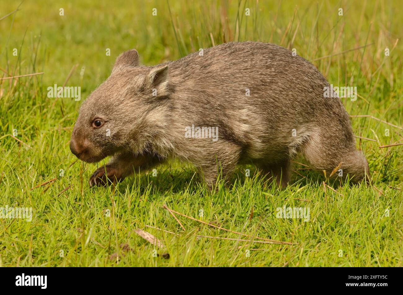 Gemeiner Wombat (Vombatus ursinus) Tasmanien, Australien Stockfoto