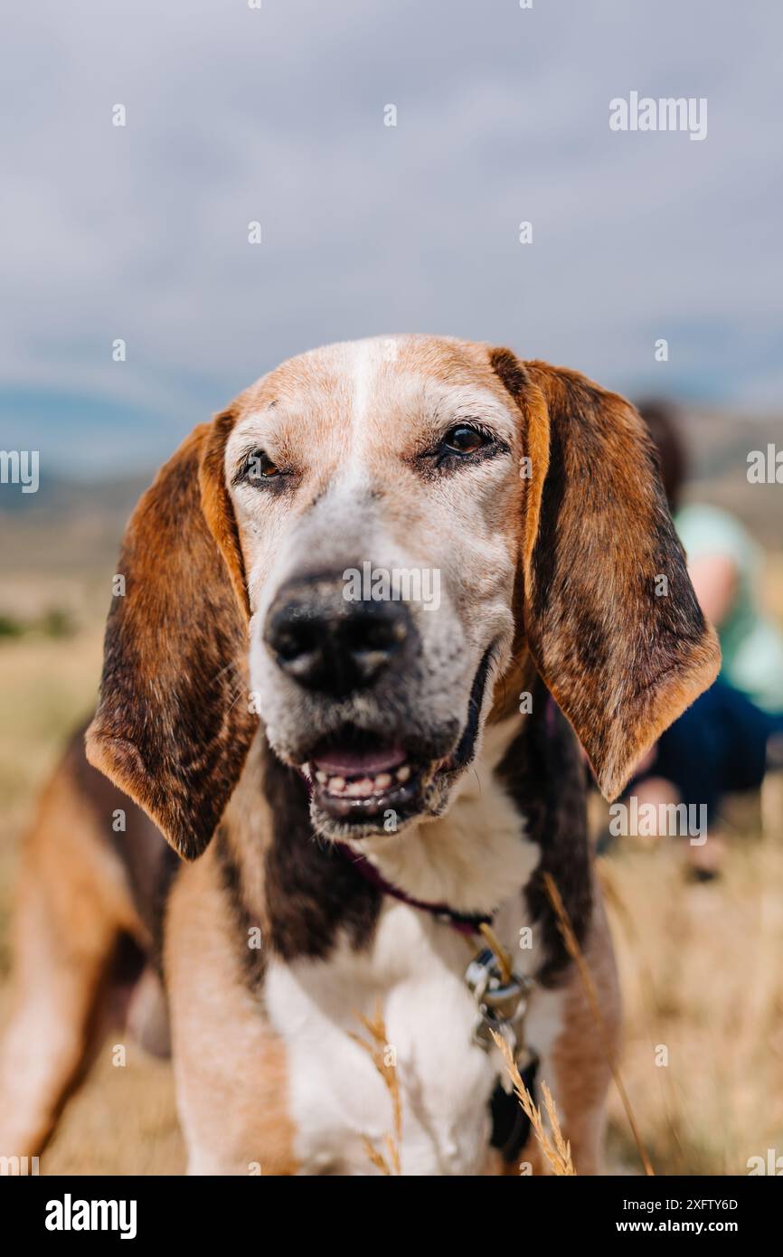 Porträt eines älteren tretenden Walker-Coonhound-Hundes Stockfoto