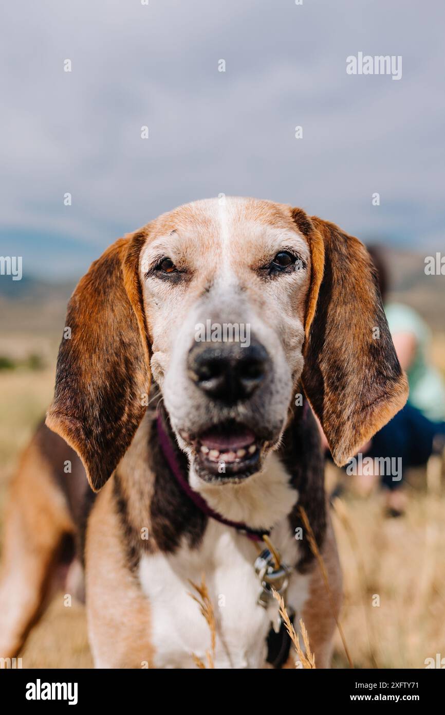 Porträt eines älteren tretenden Walker-Coonhound-Hundes Stockfoto