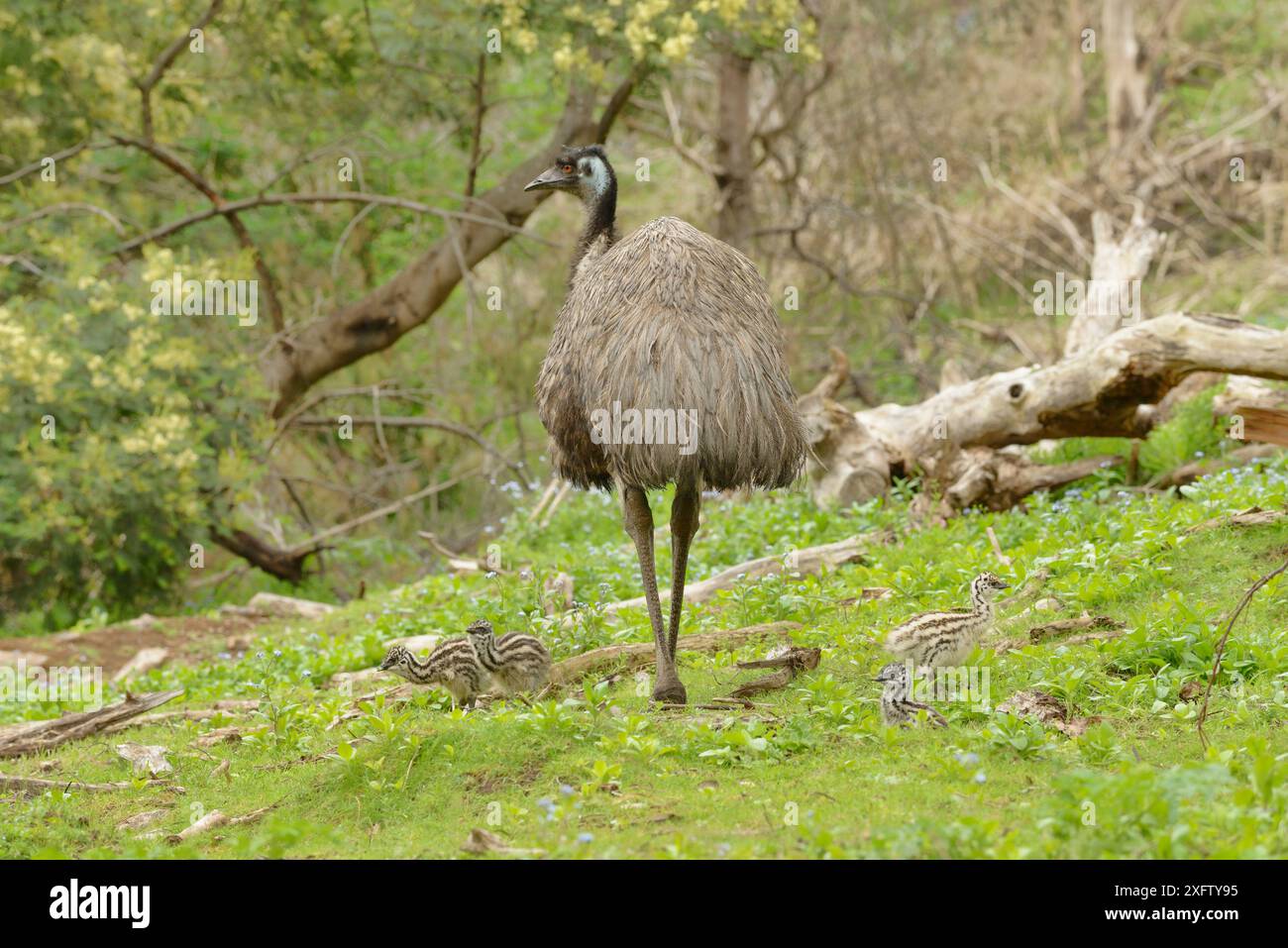 Emu (Dromaius novaehollandiae) männlich mit Küken, Victoria, Australien Stockfoto