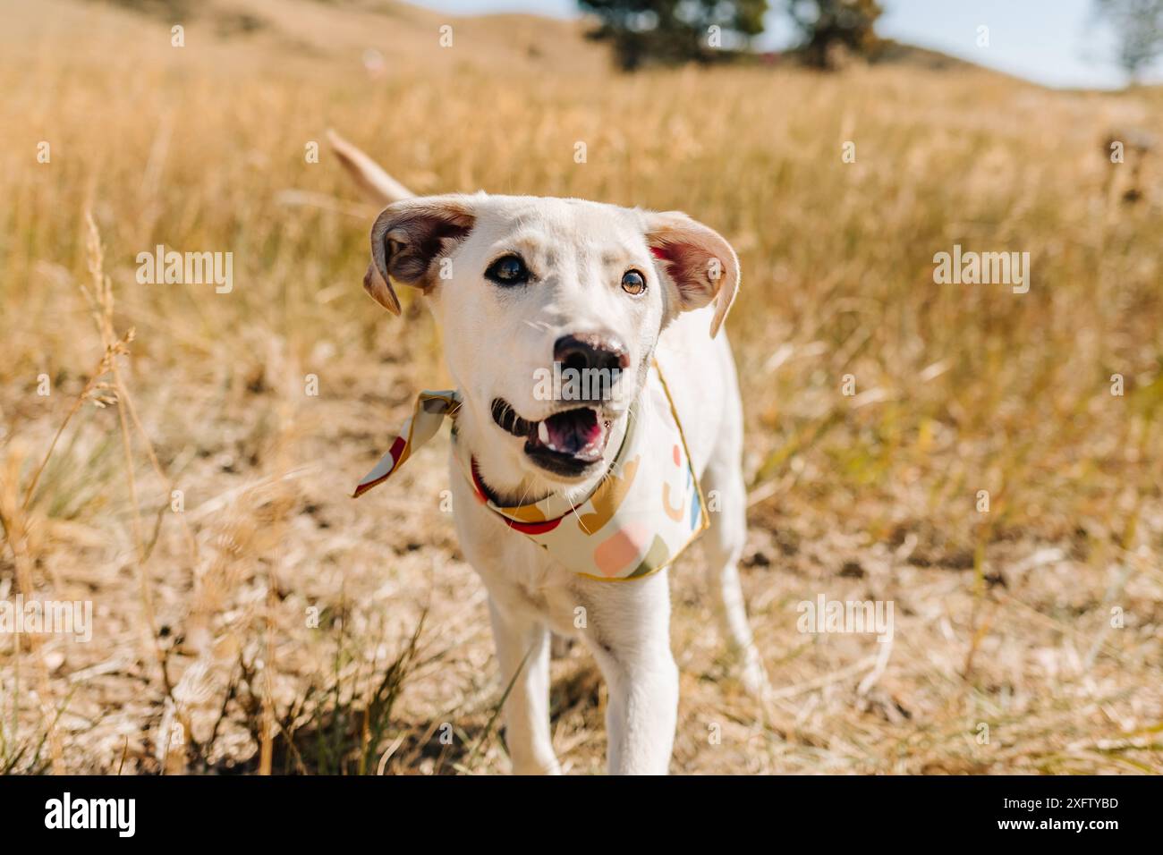 Glückliche Rettung labrador Mischling Hündchen adoptiert Hund lächelnd Stockfoto