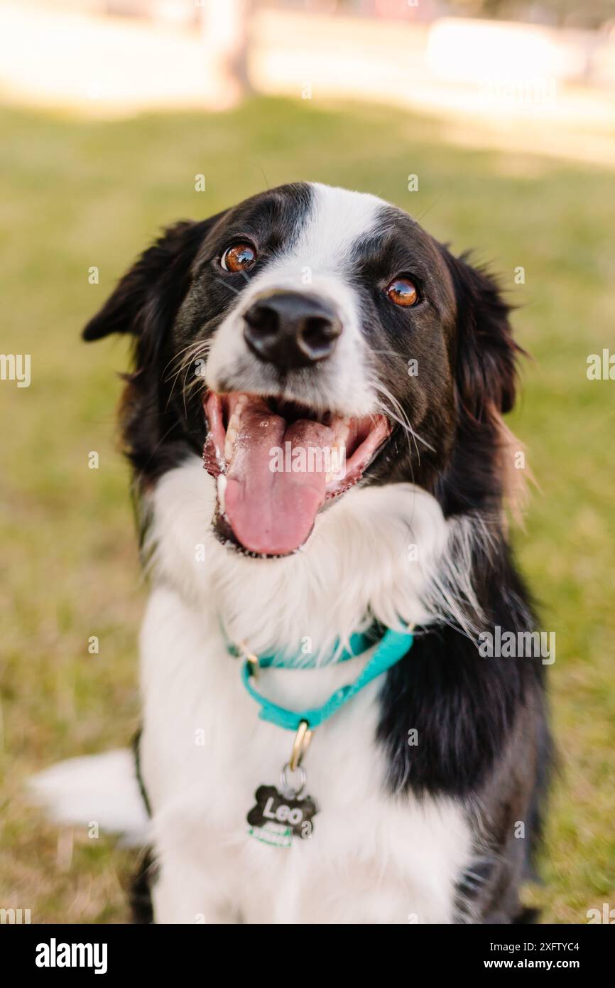 Border Collie-Hund, der auf Kameraporträt lächelt Stockfoto