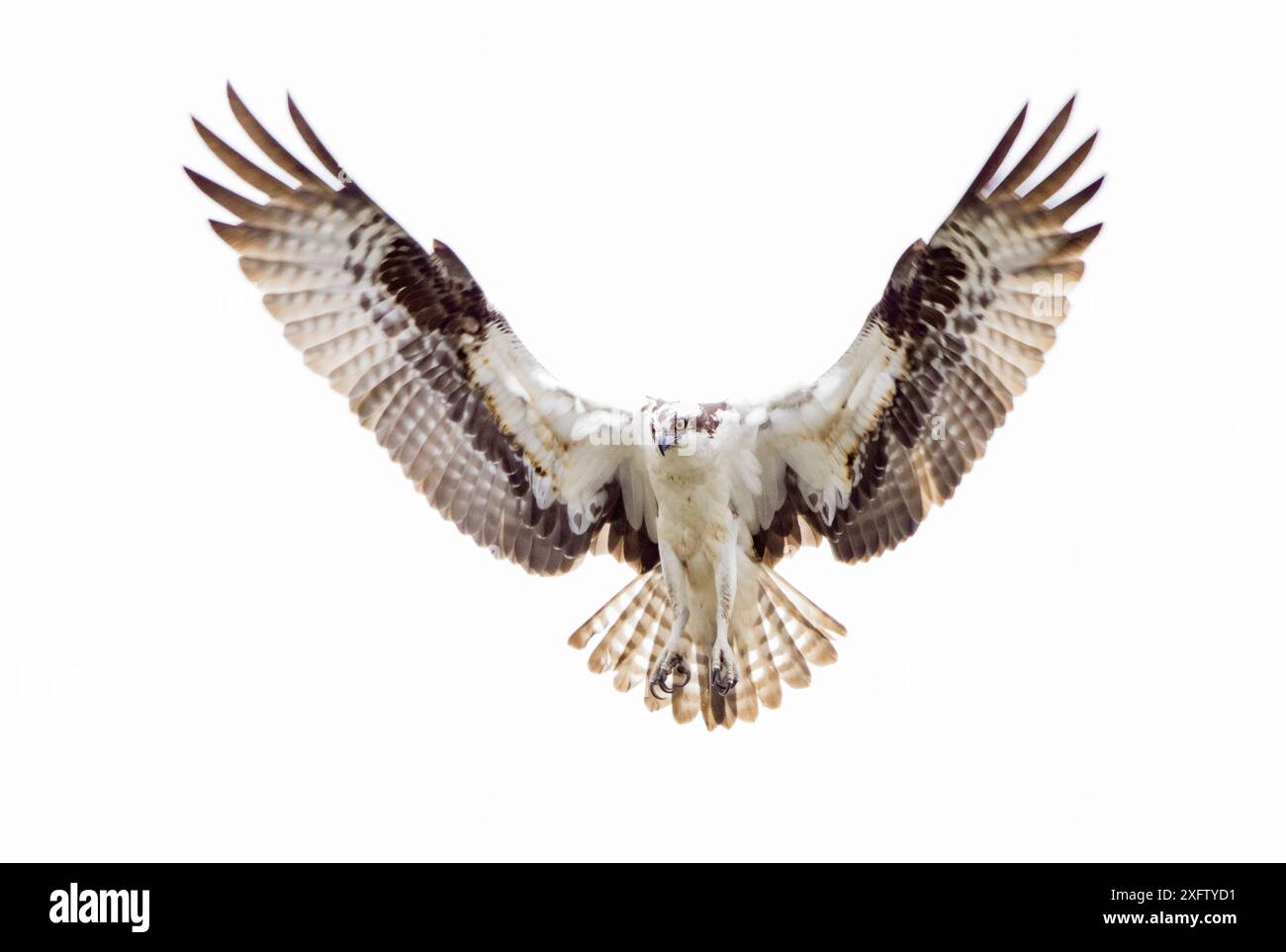 Osprey (Pandion haliaetus) schwebt über dem Atlantik und sucht nach Fischen. Acadia-Nationalpark, Maine, USA. Juni. Stockfoto