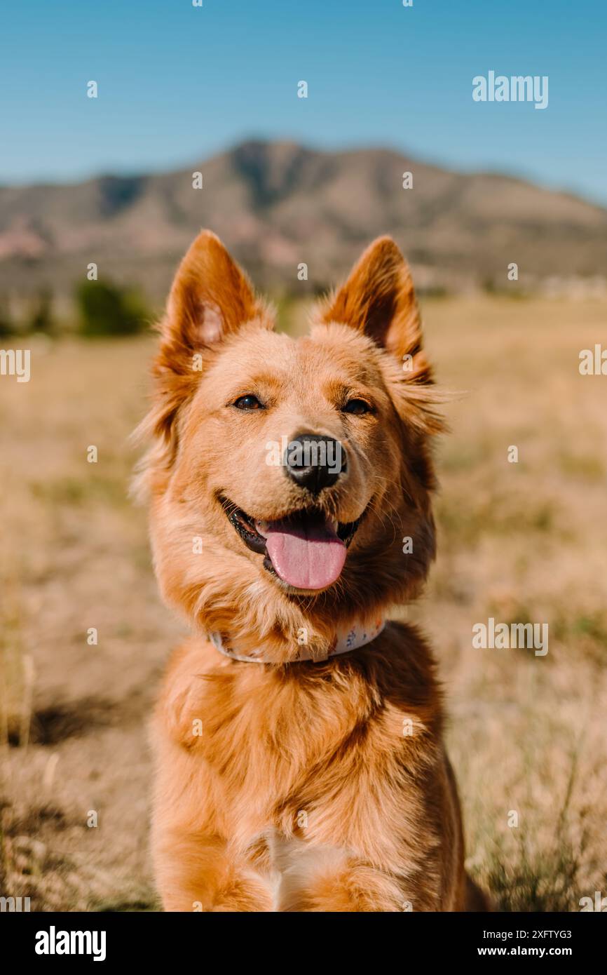 Flauschiger roter Mischlingshund in der Sonne in den Bergen Stockfoto