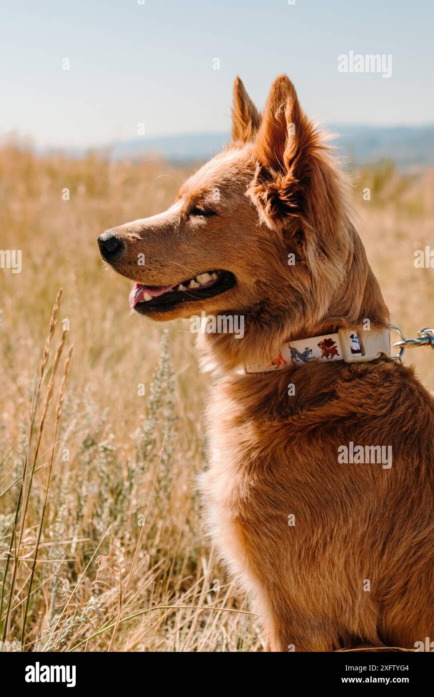 Flauschiger roter oranger Mischrassen-Hündchen-Rettungshund bei Sonnenschein Stockfoto