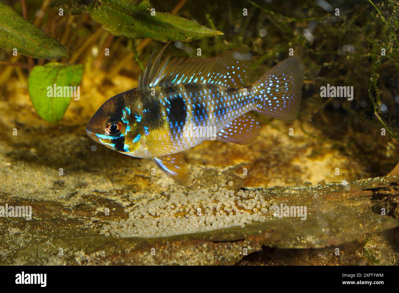RAM-Buntbarsch (Mikrogeophagus ramirezi) männliche Fische mit irisierenden Schuppen, die Eier hüten. Gefangen, endemisch im Orinoco-Flussbecken in Venezuela und Kolumbien. Stockfoto