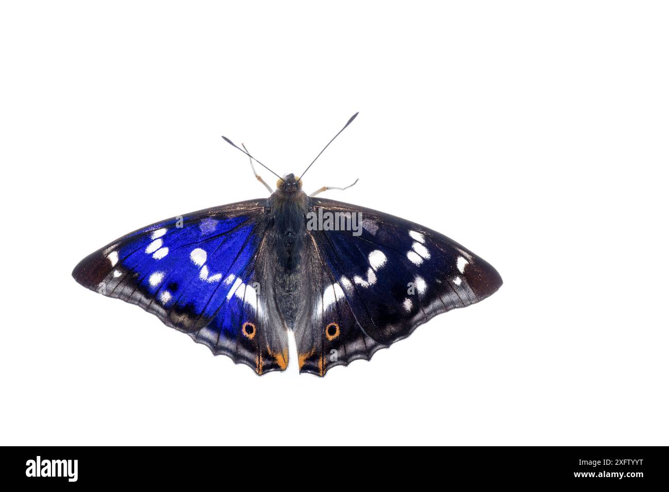Lila Kaiserschmetterling (Apatura iris) mit Irrsinn auf einem Flügel aufgrund des Blickwinkels, Mannheim, Deutschland. Juni. Stockfoto