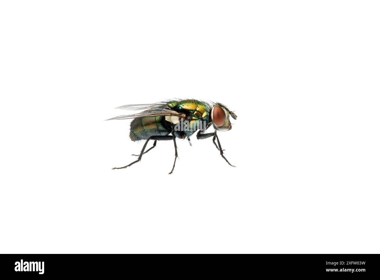 Grüne Fliege (Lucilia sericata) Queensland, Australien. Projekt Meetyourneighbours.net. Stockfoto