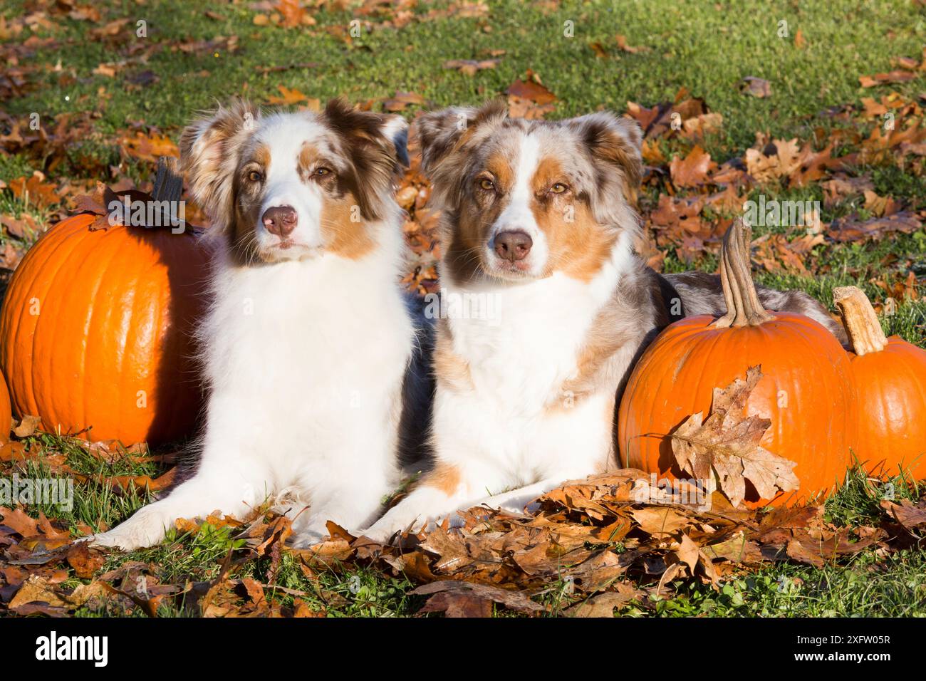 Australische Schäferhunde mit Kürbissen, Guilford, Connecticut, USA. Stockfoto