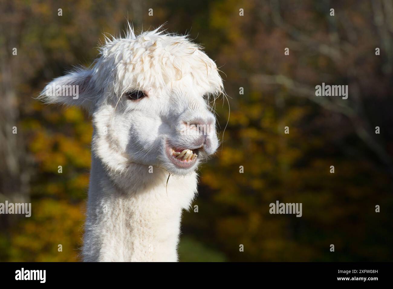 Alpaka-Porträt, Winsted, Connecticut, USA. Stockfoto