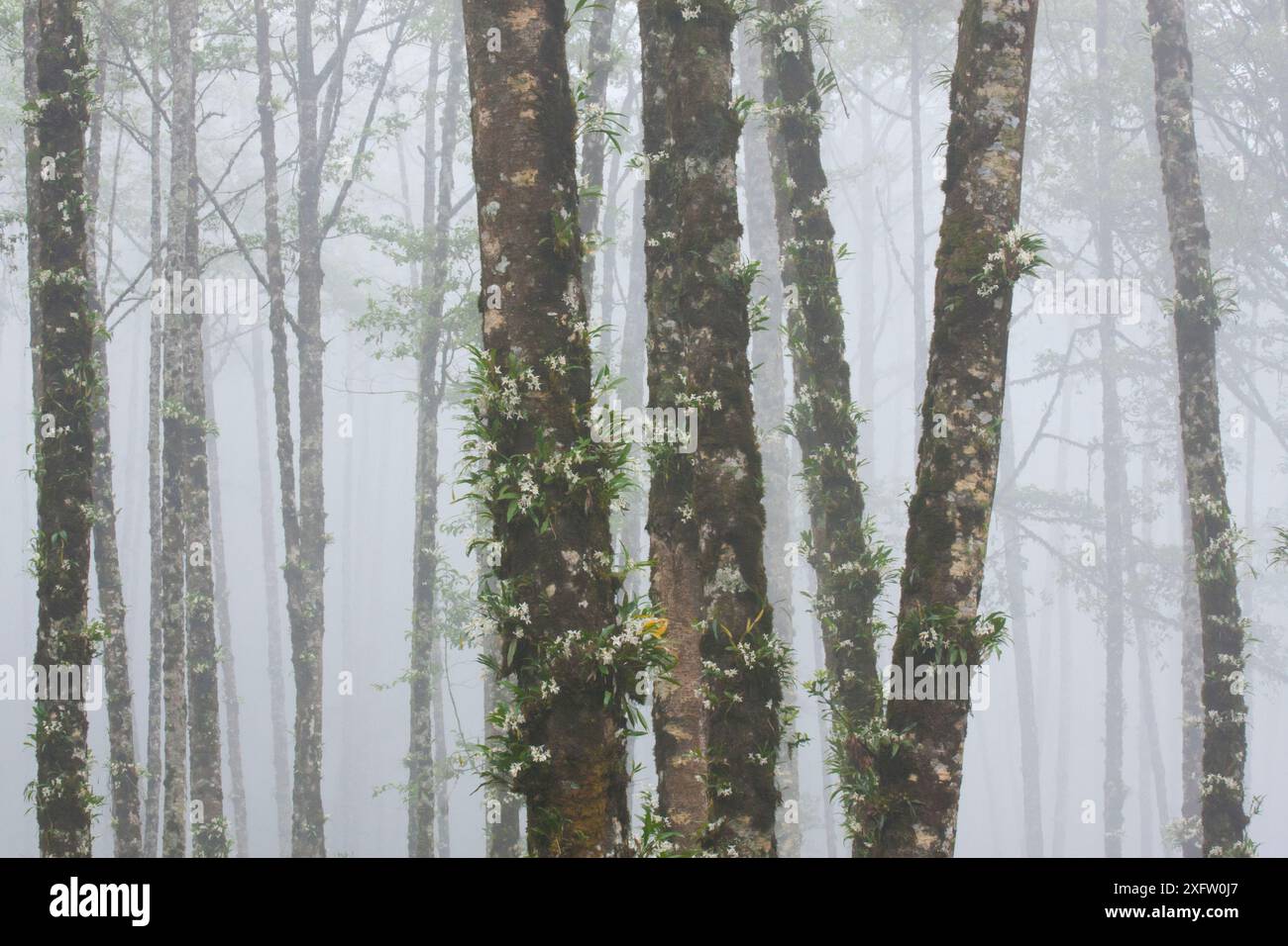 Gefleckte pleione-Orchidee (Pleione maculata) wächst auf Baumstämmen im Wald, Lava, Bhutan. Stockfoto