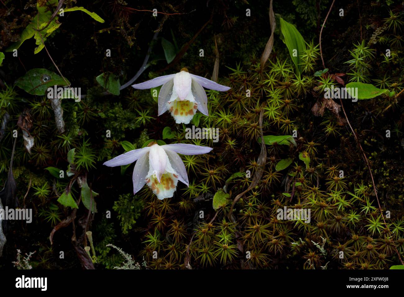 Pfauen-Orchideen (Pleione hookeriana) West Bengalen, Indien Stockfoto