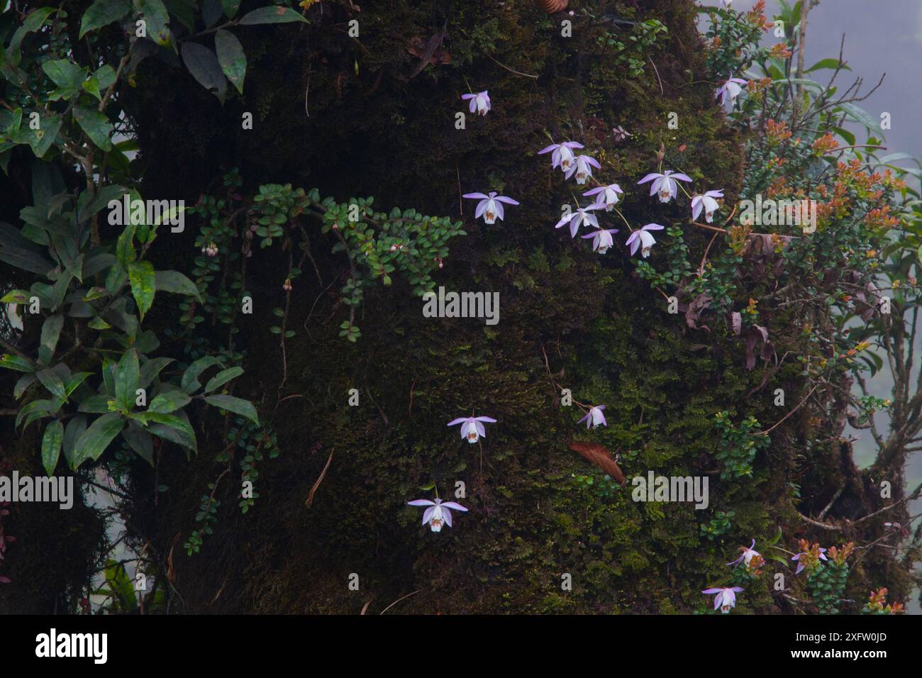 Pfauen-Orchideen (Pleione hookeriana) auf Baumstamm, Westbengalen, Indien Stockfoto