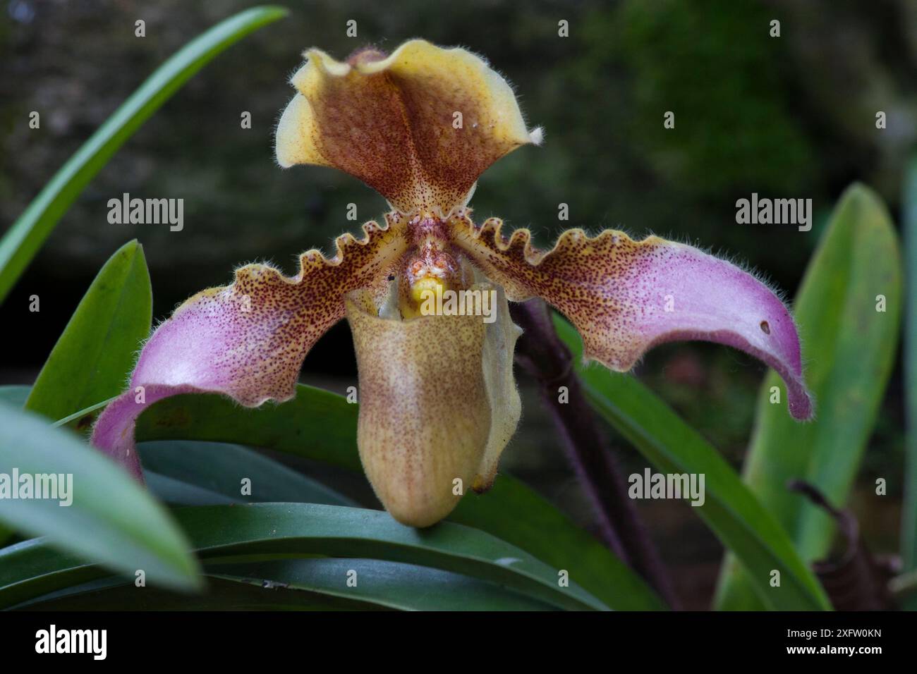 Venus Slipper Orchidee (Paphiopedillum hirsutissimum) Sikkim, Indien. Stockfoto