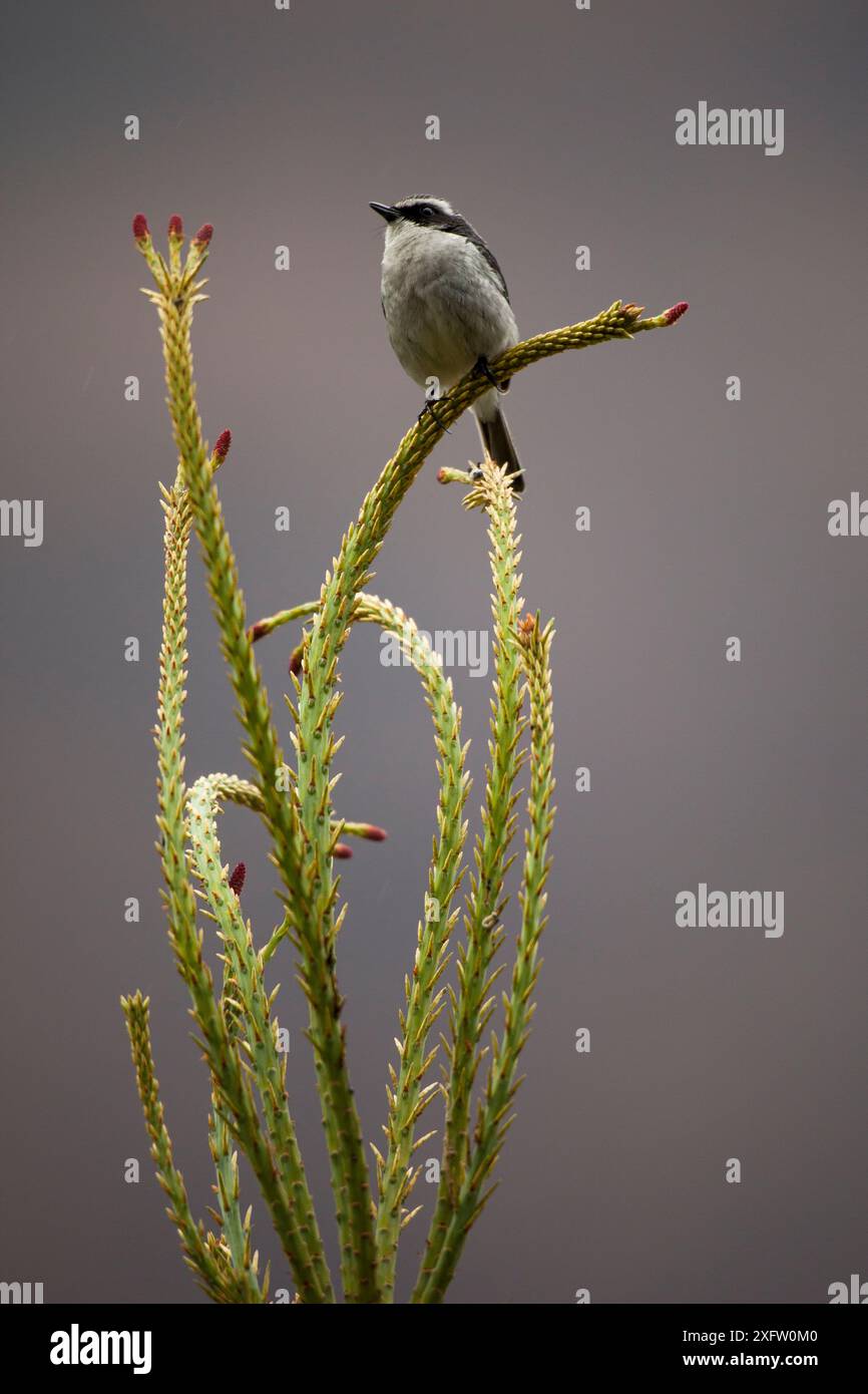 Grauer Buschchat (Saxicola ferreus) auf Pflanze, Arunachal Pradesh, Indien. Stockfoto