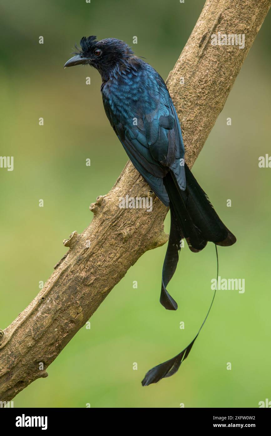 Drongo (Dicrurus paradiseus), der auf Ast, Kerala, Indien, thront. Stockfoto