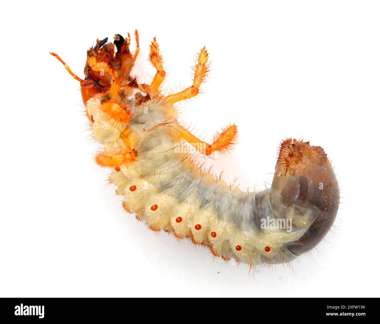 Die Larve des Käfers (Melolontha melolontha). Surrey, England, Großbritannien, Juli. Kontrollierte Bedingungen Stockfoto