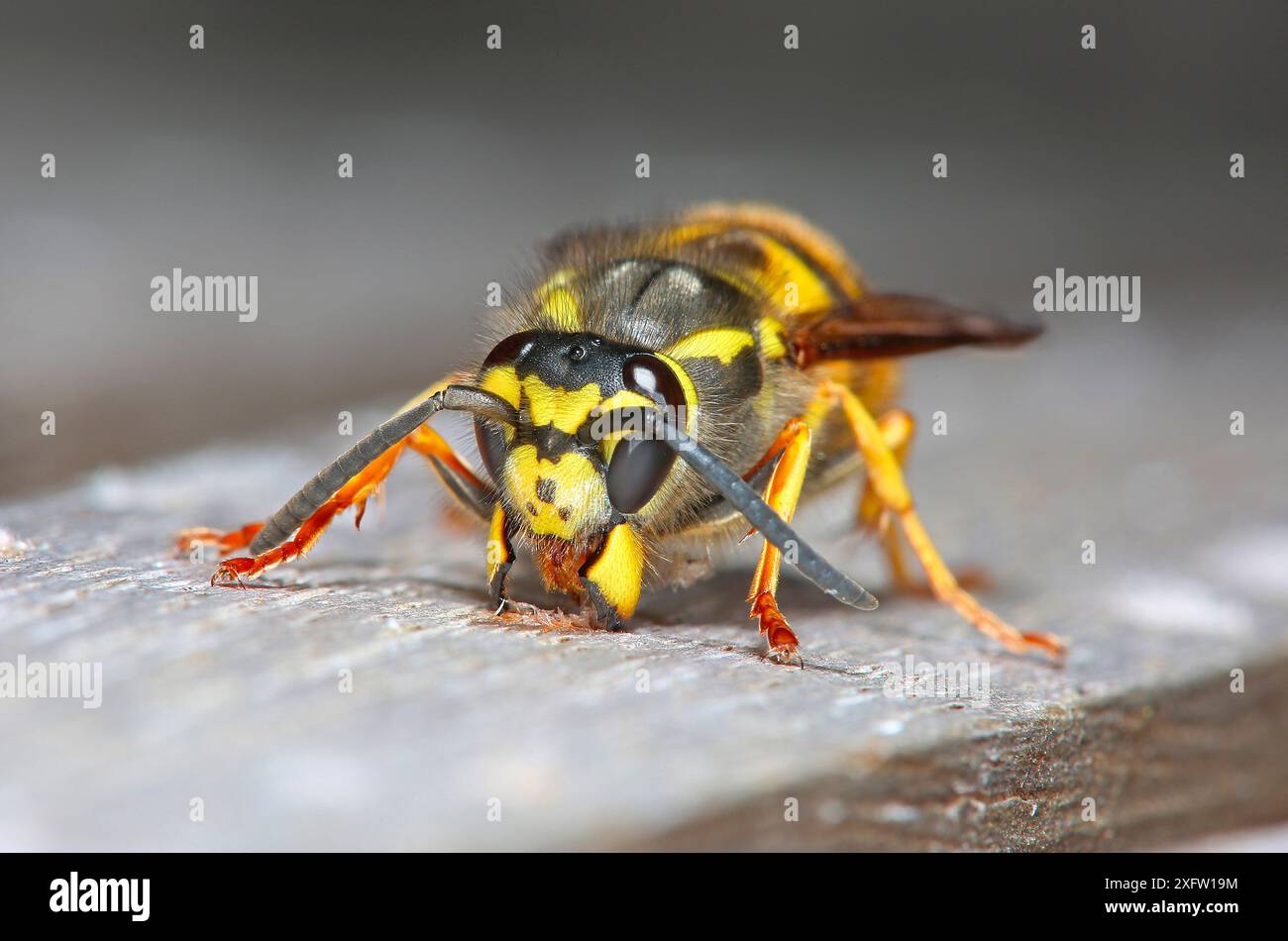 Die deutsche Wespenkönigin (Vespula germanica) kratzt mit ihren Kiefern Holzbrei. Surrey, England, Großbritannien, April. Stockfoto