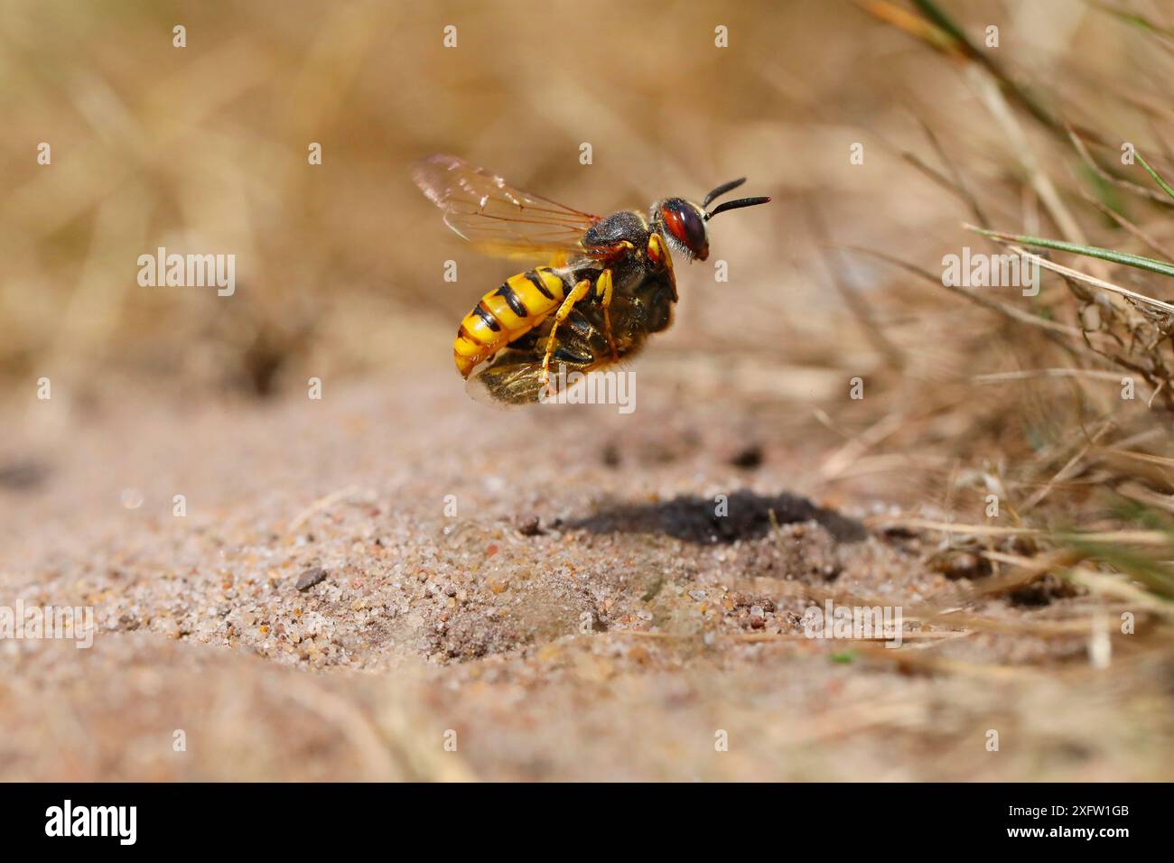 Bienenmörder Wasp (Philanthus triangulum) nähert sich der Grabe mit Honigbienenbeute. Surrey, England, Großbritannien, Juli. Stockfoto