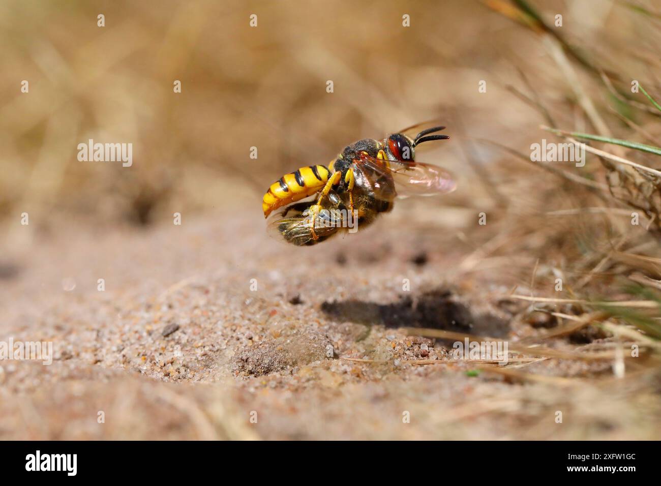 Bienenmetzelwespe (Philanthus triangulum) nähert sich der Grabe mit Honigbienenbeute. Surrey, England, Großbritannien, Juli. Stockfoto