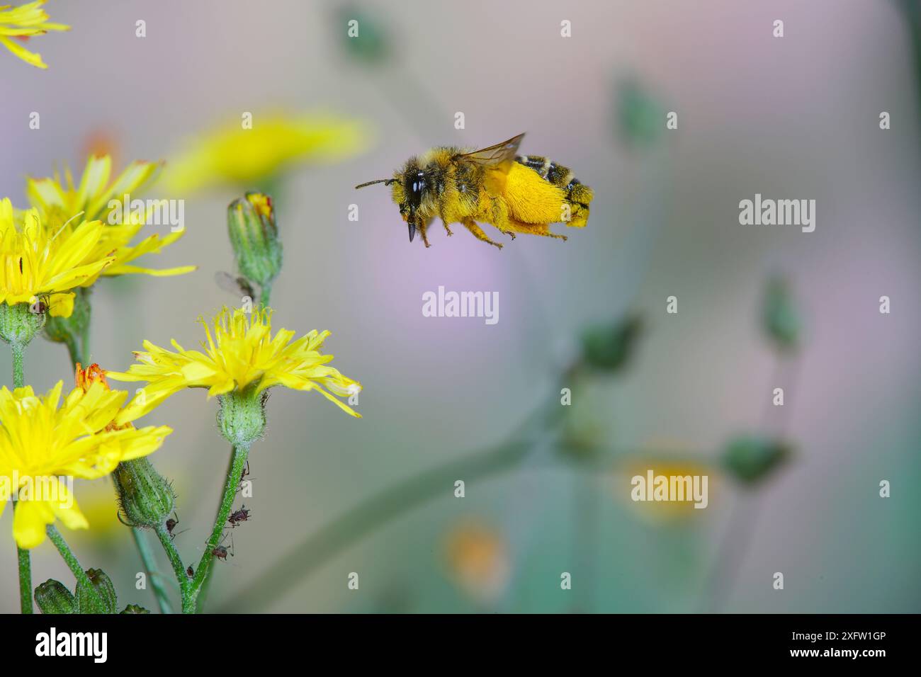 Die haarige Bergbaubiene (Dasypoda hirtipes) sammelt Pollen von glatten Karettbartblüten (Crepis capillaris). Surrey, England, Großbritannien, Juli. Stockfoto