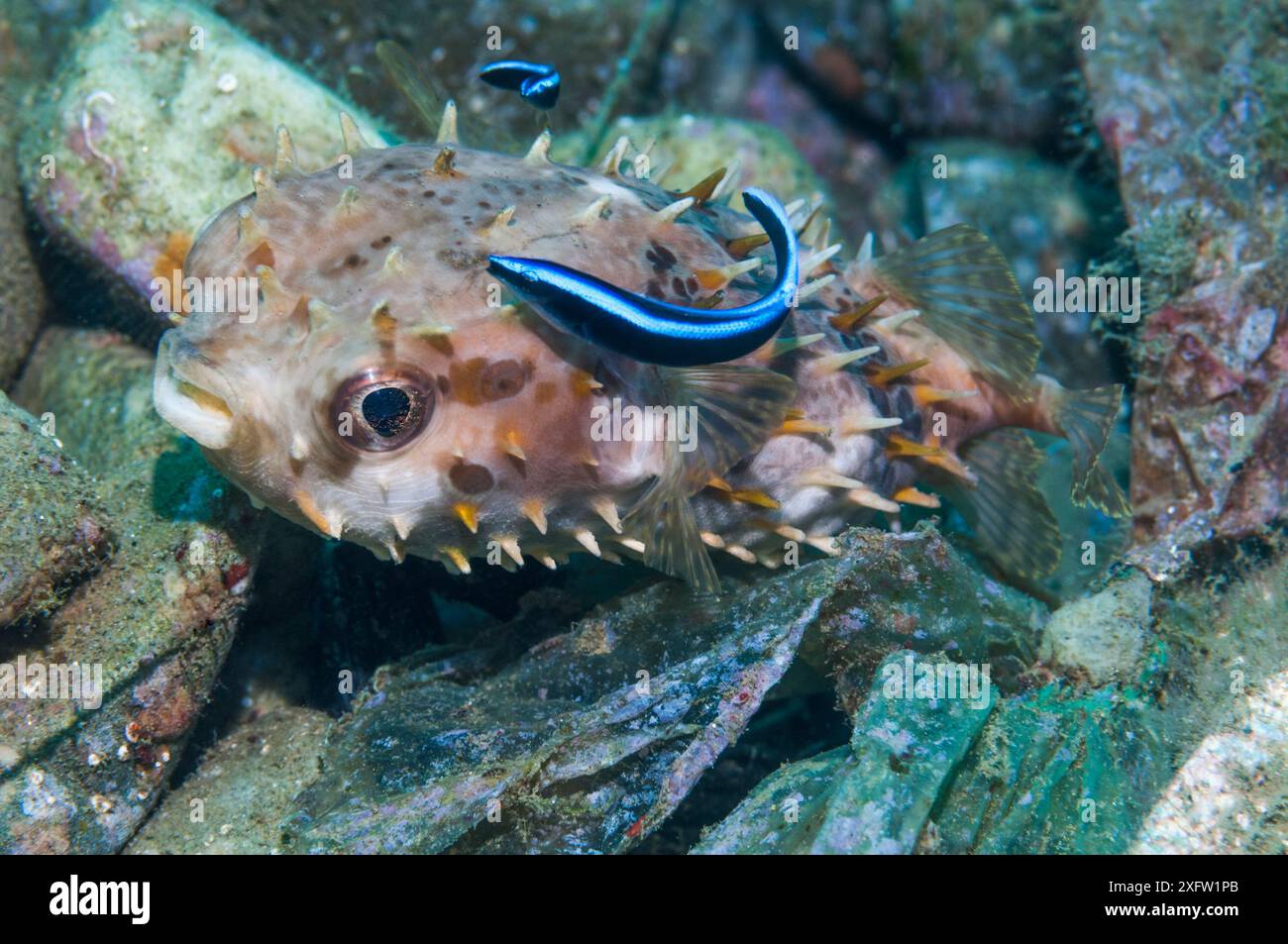 Orbikuläre Steinfische (Cyclichthys orbicularis) mit einem Bluestreak-Reiniger-Rassen (Labroides dimidiatus) Ambon, Indonesien. Stockfoto