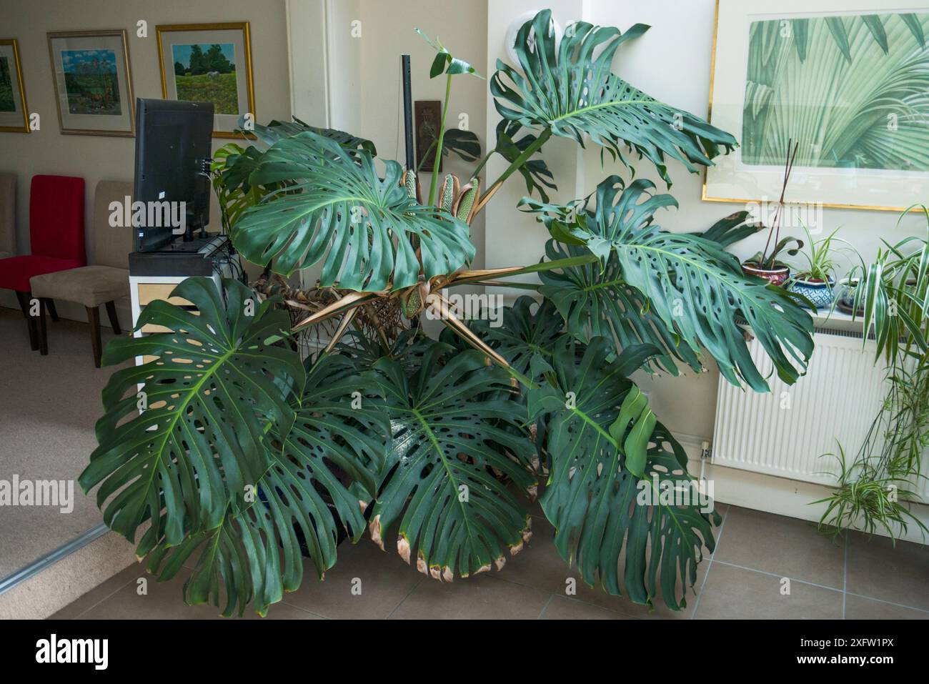 Groe monstera pflanze -Fotos und -Bildmaterial in hoher Auflsung  Alamy