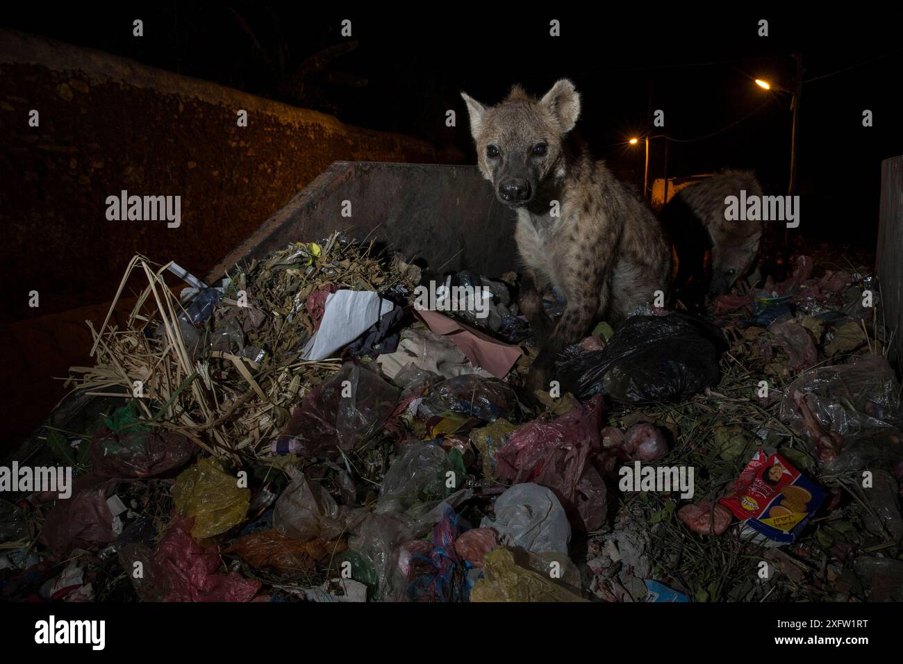 Gefleckte Hyänen (Crocuta crocuta), die von Skip, Harar, Äthiopien, abgefressen werden Stockfoto