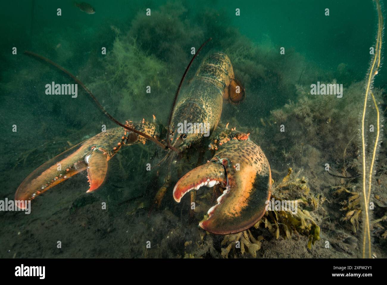 Amerikanischer/nördlicher Hummer (Homarus americanus) Nova Scotia, Kanada, Juli. Stockfoto