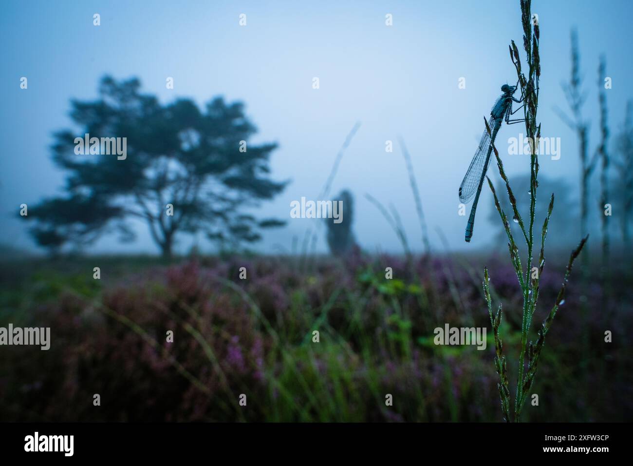 Smaragddamselfliege (Lestes sponsa) in Habitat, at Twilight, Hondenven, Tubbergen, Niederlande, August. Stockfoto