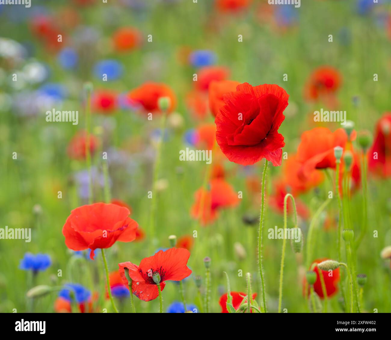 Mohn (Papaver rhoeas) in einem Blumenfeld. Rote Mohnblumen beginnen im Wildblumenfeld zu blühen. Selektiver Fokus. Abdeckungsdesign. Hintergrundbild. Stockfoto