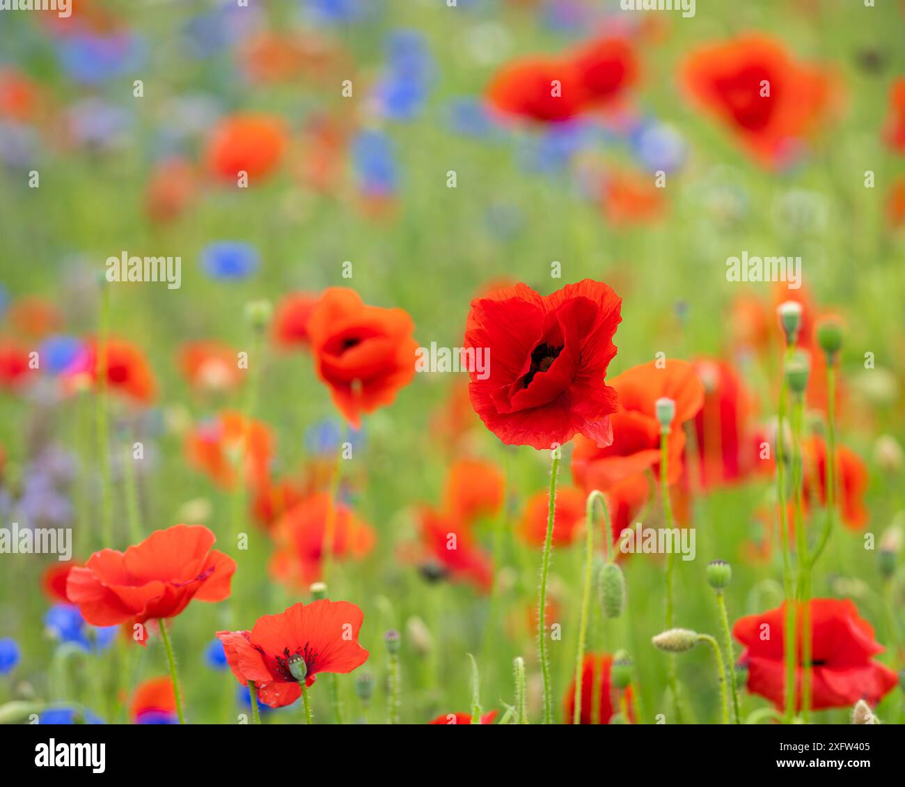 Mohn (Papaver rhoeas) in einem Blumenfeld. Rote Mohnblumen beginnen im Wildblumenfeld zu blühen. Selektiver Fokus. Abdeckungsdesign. Hintergrundbild. Stockfoto