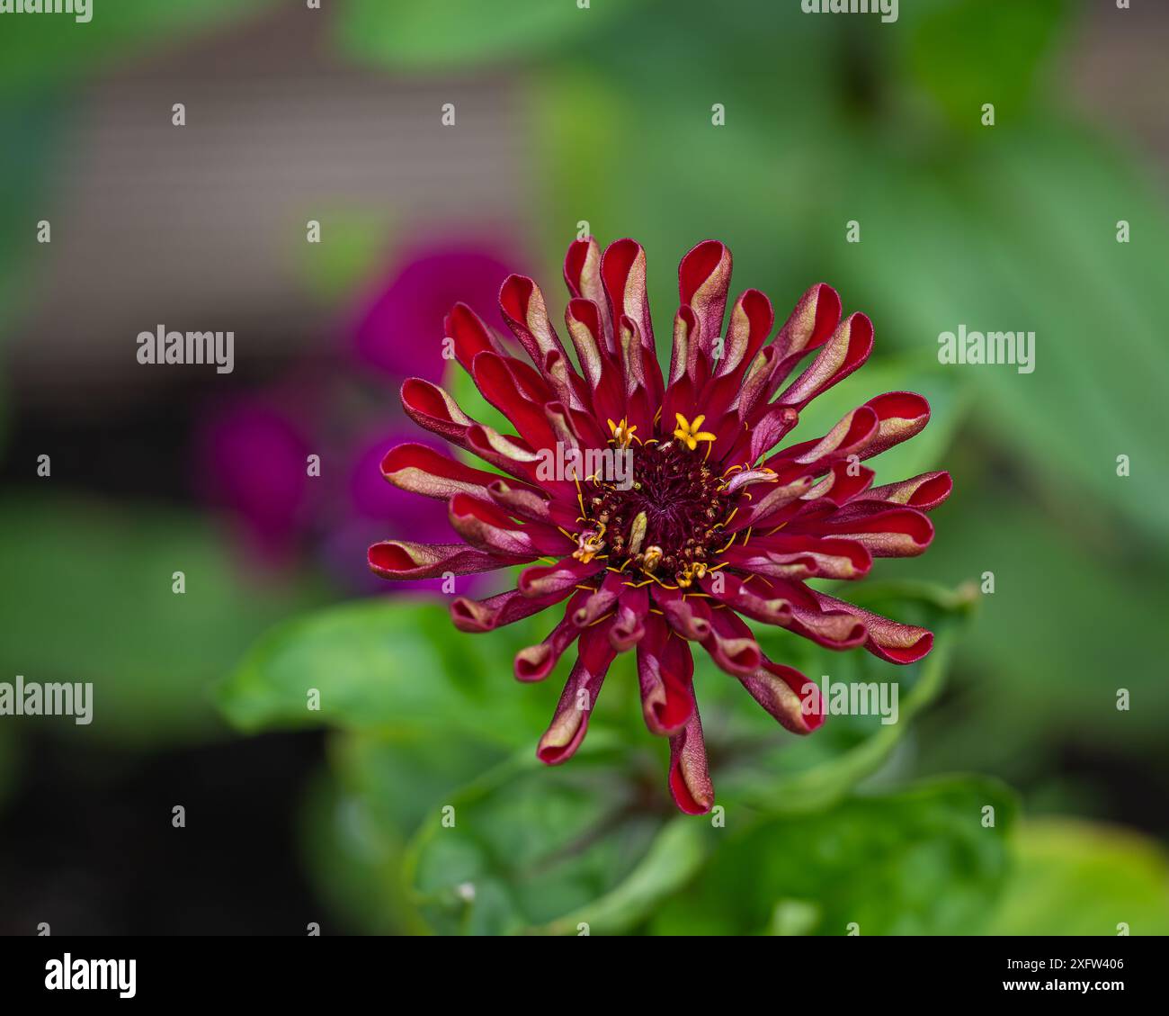 Zinnia – Zinnia elegans beginnt gerade zu öffnen und zu blühen. Große burgunderrote Zinnienblume in einem Blumenbeet im Garten. Stockfoto
