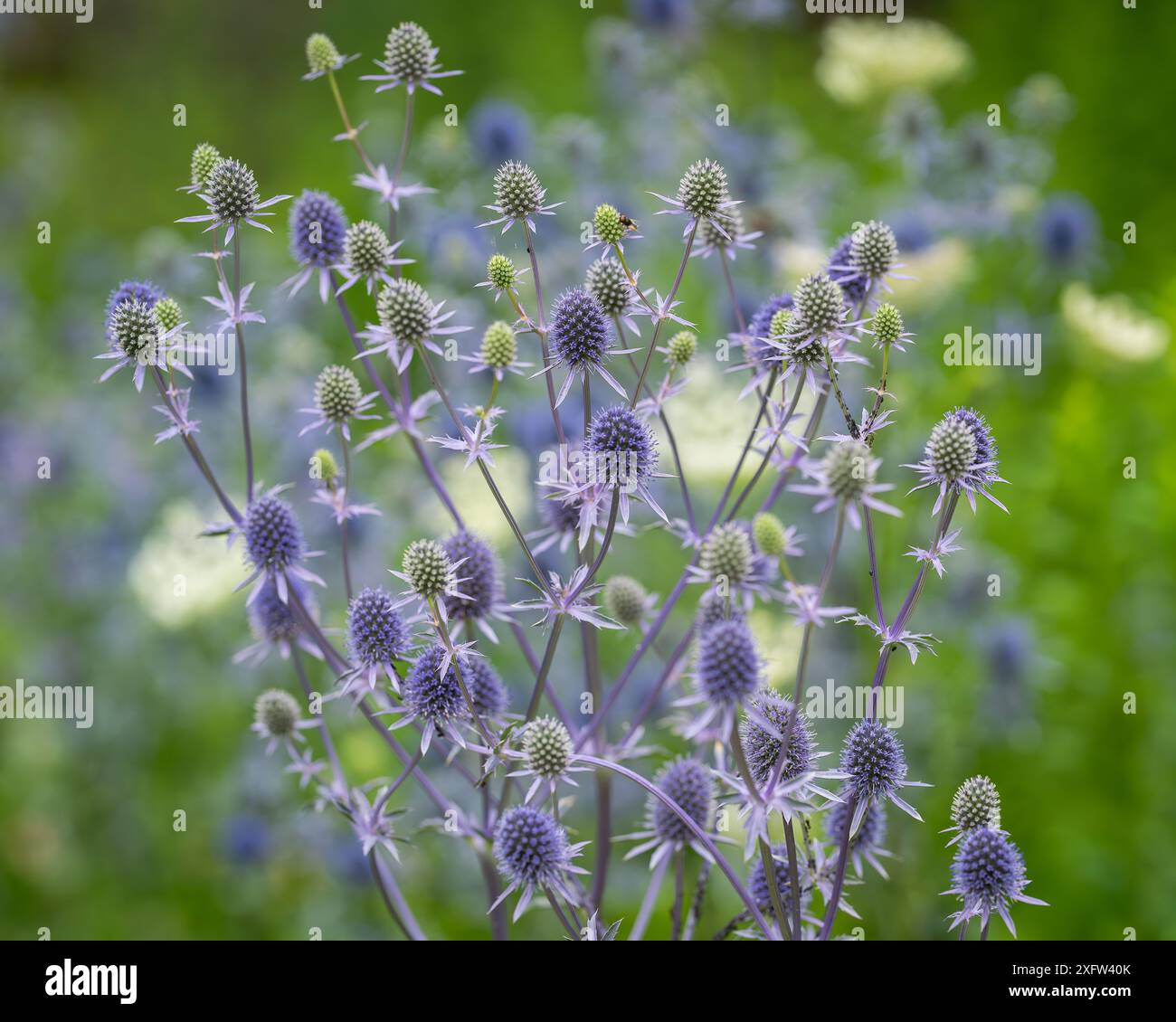 Eryngium planum, der blaue Eryngo oder die flache See stechpalme Blumen im Garten, Nahaufnahme. Sommer Hintergrund mit blauer blühender Pflanze. Weichzeichner. Hintergrundbild. Stockfoto